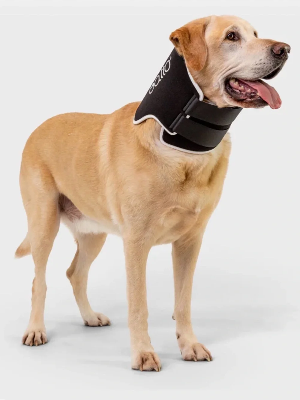 BT Neck Eco Dog Neck Brace - Black